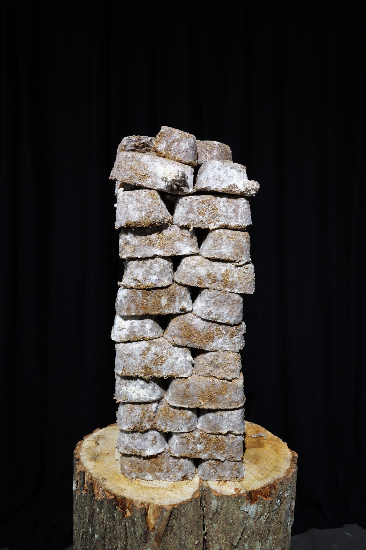 Stacked mycelium brick column on a tree stump plinth