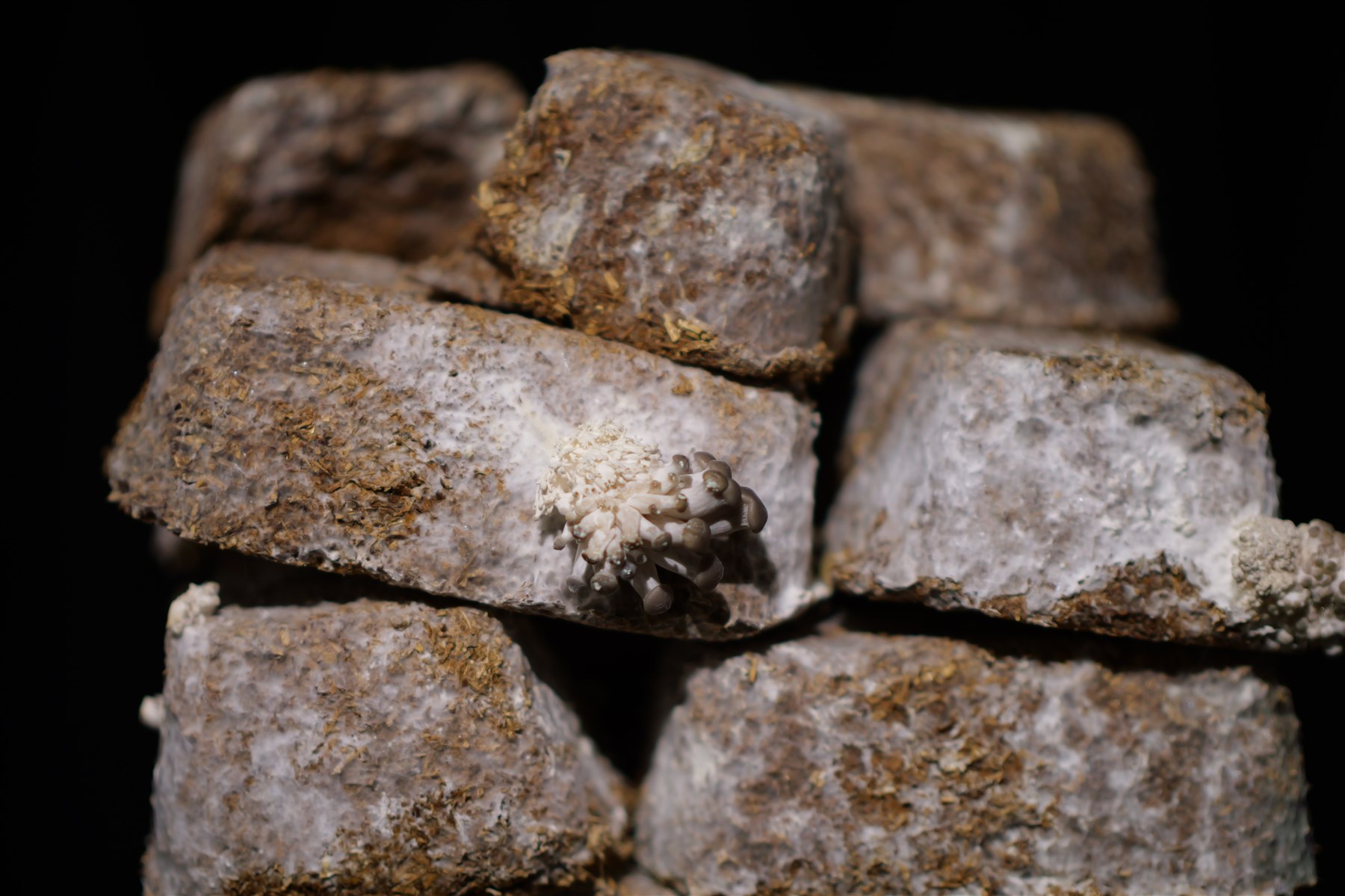 Close-up of mycelium bricks with visible mushroom growth