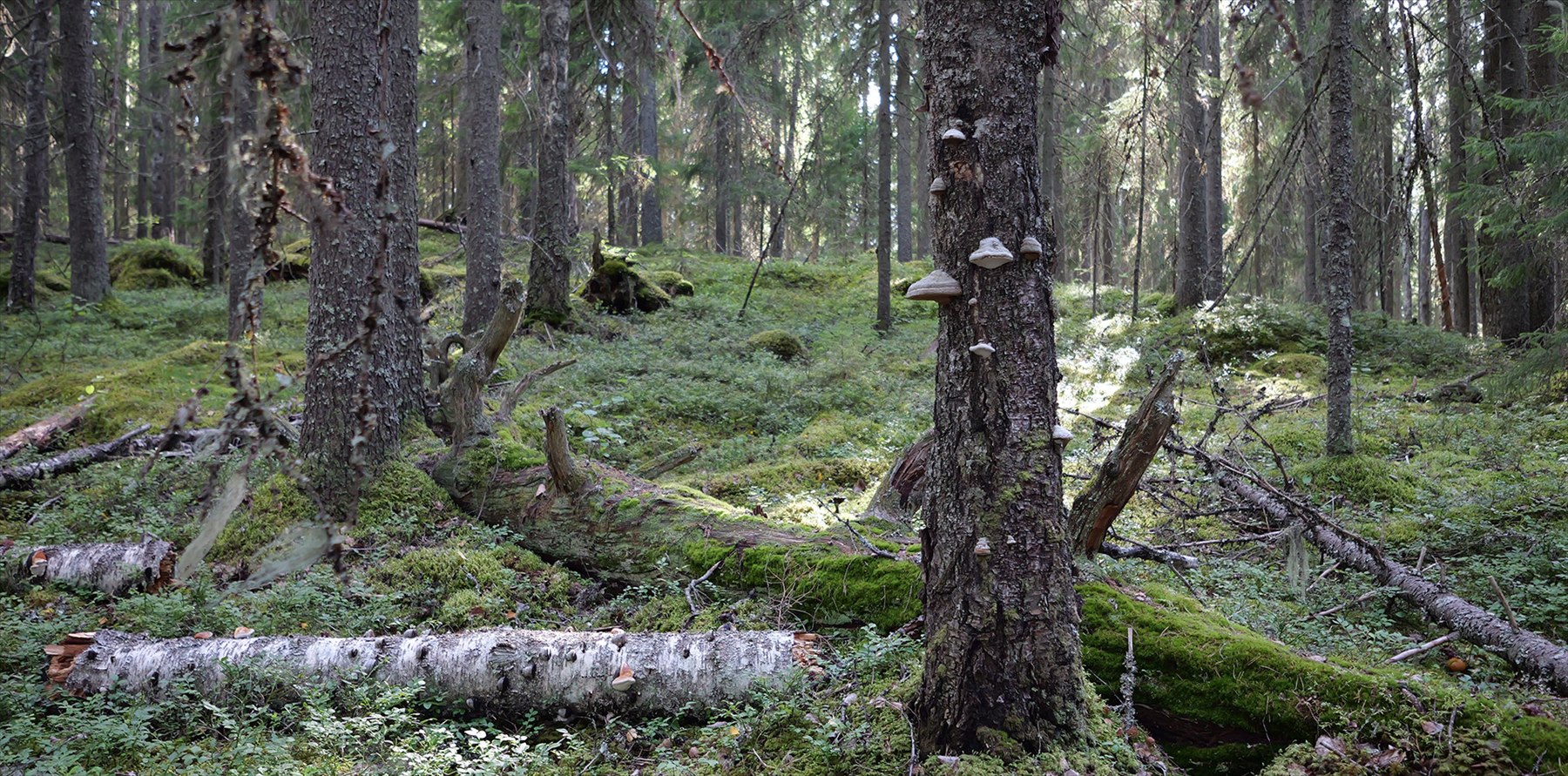 Old-growth forest with moss-covered fallen trees