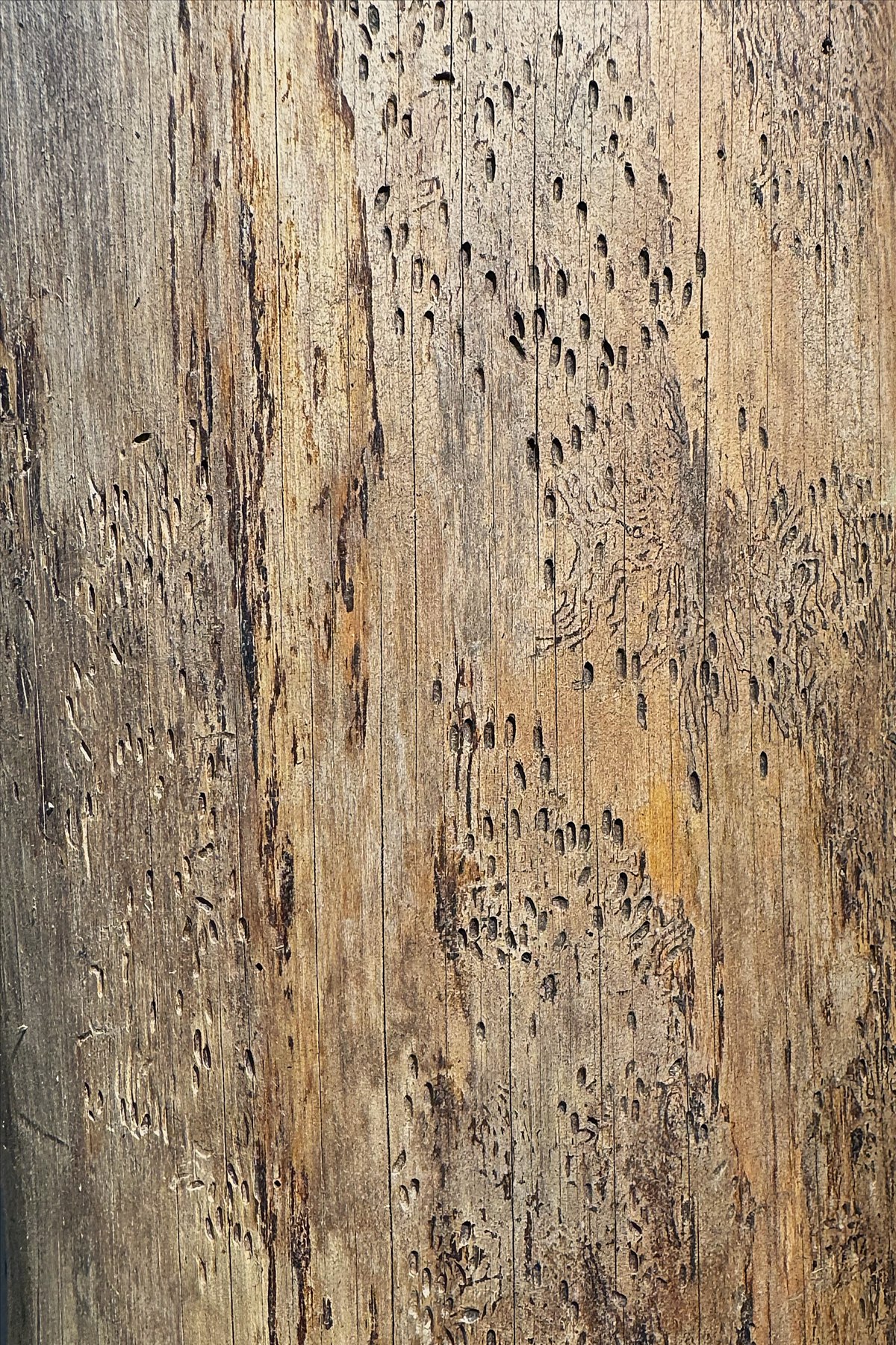 Close-up of weathered wood texture with insect trails